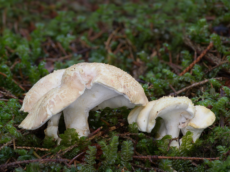 Albatrellus citrinus